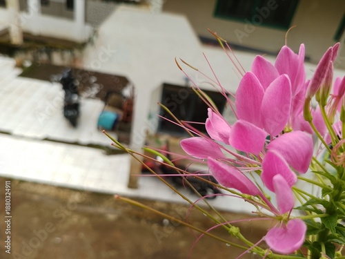 Macro Shot of Pink Cleome Flower with Long Stamens on Blurred Background
