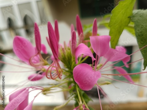 Close up of Pink Spider Flower (Cleome Hassleriana) Blooming in the Garden