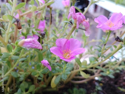 Beautiful Blooming Pink Moss Rose Flower in the Garden