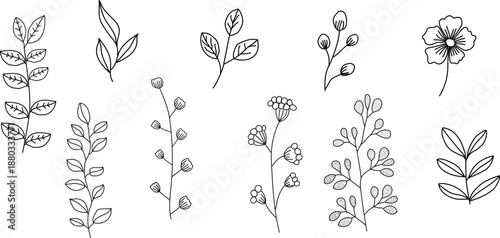 Botanical illustration of various plant species and flowers