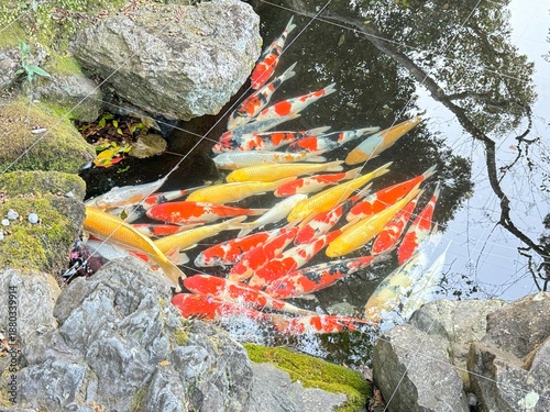 日本の池、錦鯉