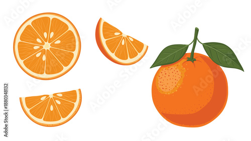 High-quality botanical illustrations show a whole orange with leaves, a cross-section half, and segments for a fresh fruit theme.