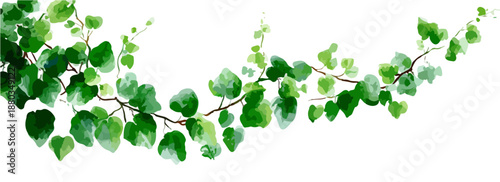 白い背景に孤立した、みずみずしい緑の葉が茂るつる植物の枝は、自然な装飾や境界線として使用できる、清潔感と透明感のあるデザイン素材です。