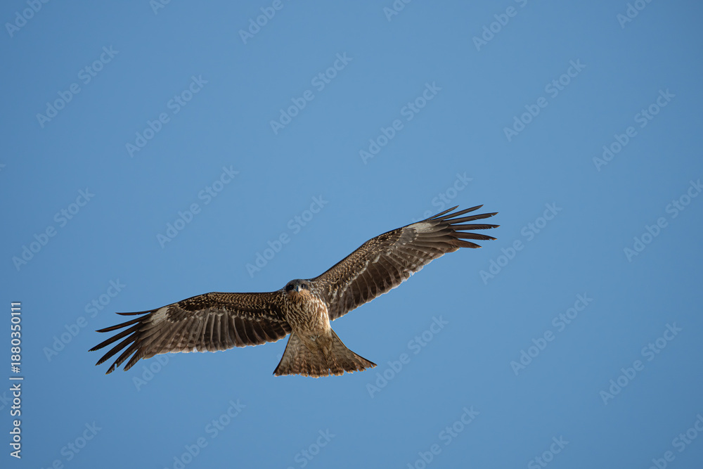 Fototapeta premium 空を飛ぶトビ 
