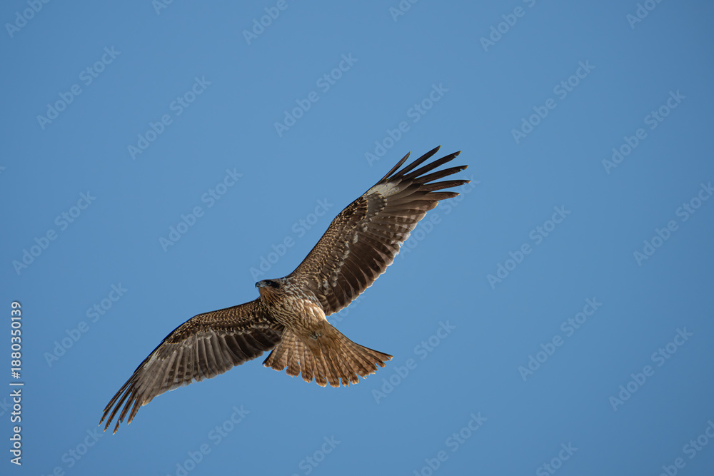 Fototapeta premium 空を飛ぶトビ 