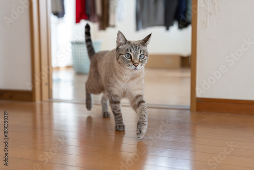 Schilderij op canvas 部屋を歩く猫　シャムトラ猫