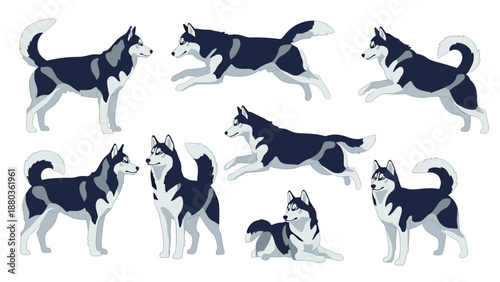 A character sheet set of a Siberian Husky dog in various poses, including standing, running, jumping, and lying down, in a flat vector style.