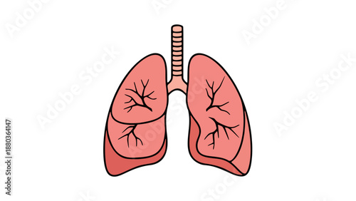 Detailed illustration of human lungs and trachea showing respiratory system anatomy from a front viewpoint