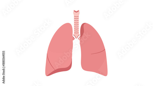 Anatomical illustration of human lungs and trachea viewed from the front in a medical context