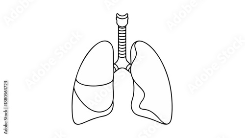 Anatomical illustration of human lungs and trachea from a frontal viewpoint showing detailed structure