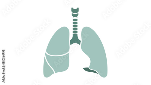 Anatomical illustration of human lungs and trachea from a frontal viewpoint showcasing respiratory system details