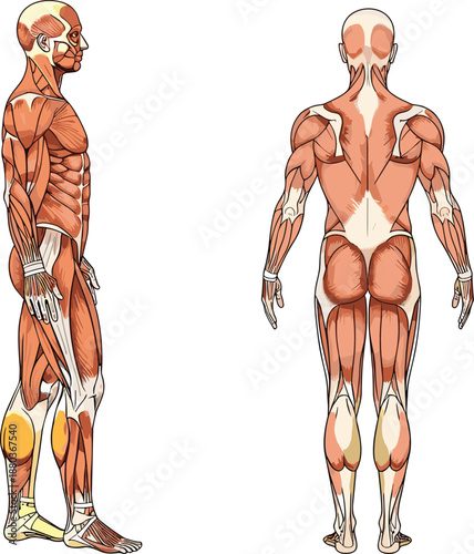 Human muscular system, anatomy illustration, lateral view, posterior view, muscle groups, educational chart, physiology diagram, medical reference, body structure