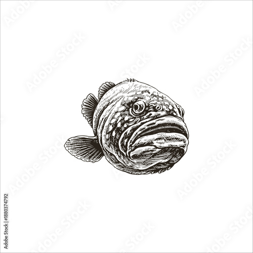 grouper fish hand drawn illustration artwork