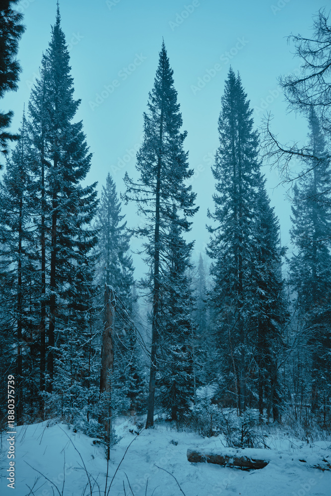 Fototapeta premium Winter cold grips the Russia forest, turning stone hard and silent.