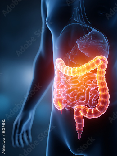 Human digestive system highlighted