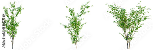 Tableau sur toile Acer palmatum tree, front view, cutout, transparent background, isolate, Elevati