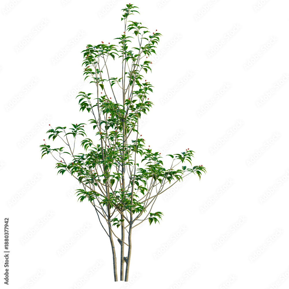 Obraz premium Ilex pedunculosa tree, front view, cutout, transparent background, isolate, Elevation, Detailed close-up of a lush green tree branch with vibrant foliage, perfect for nature themes.