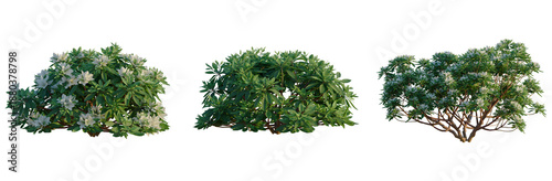 Rhododendron Hino White tree, front view, cutout, transparent background, isolate, Elevation, Detailed Green Tree Branch with Leaves, Perfect for Botanical and Nature-Themed Designs