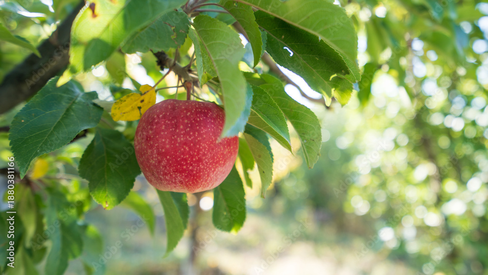 Obraz premium Single red apple hanging on a tree surrounded by green leaves in soft light.