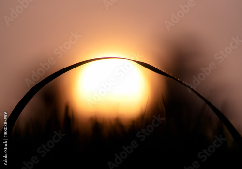 Obraz na plátne Silhouette of a curved grass blade arching over the golden sunset sun