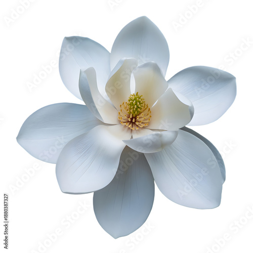 Beautiful white magnolia flower with yellow stamens transparent background
