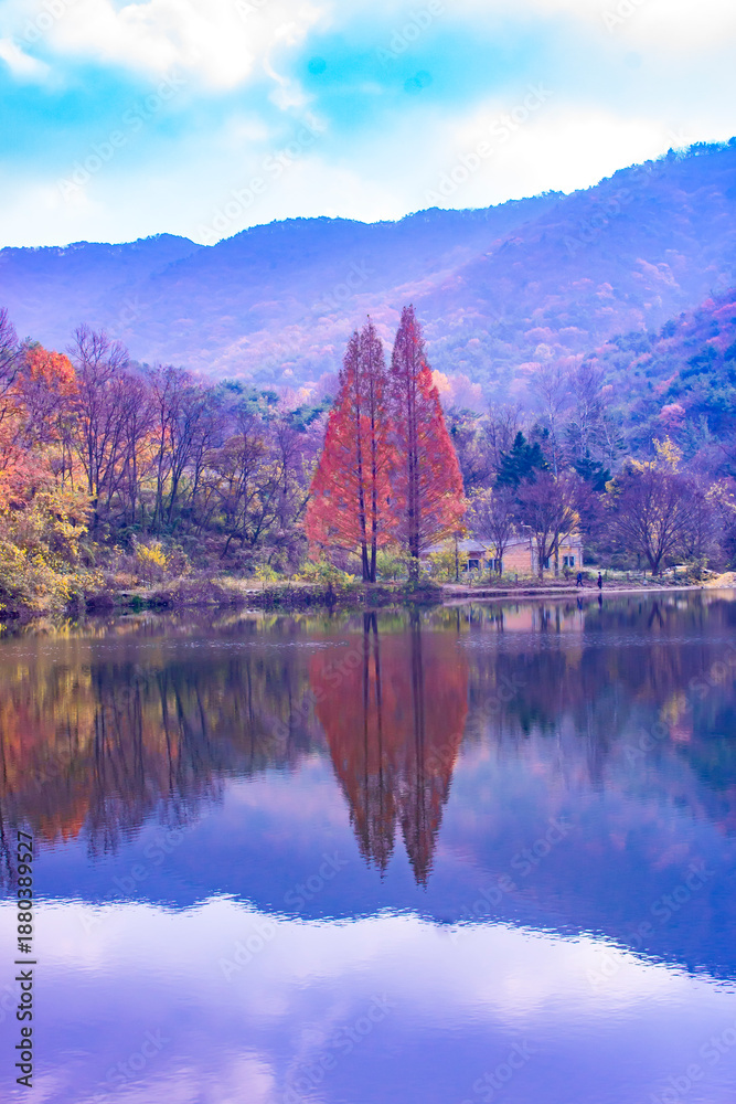 Fototapeta premium Beautiful autumn landscape with red Metasequoia trees reflected in a calm lake