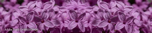 Panoramic Purple Lilac Flower Close-Up: Delicate Spring Bloom With Rich Viole...
