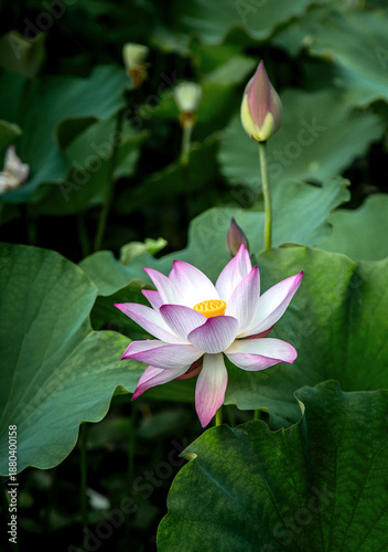 Elegant Lotus Flower Blooming In Pond