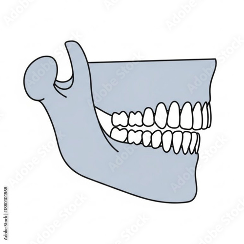 Anatomical illustration of human jawbone with teeth details  