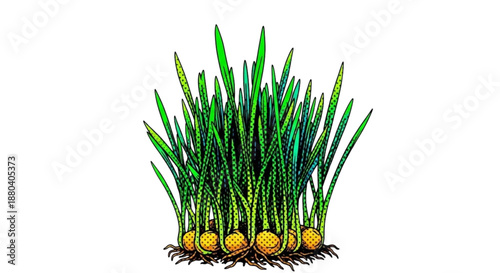 Sprouting wheat grass with roots and green shoots on white background  