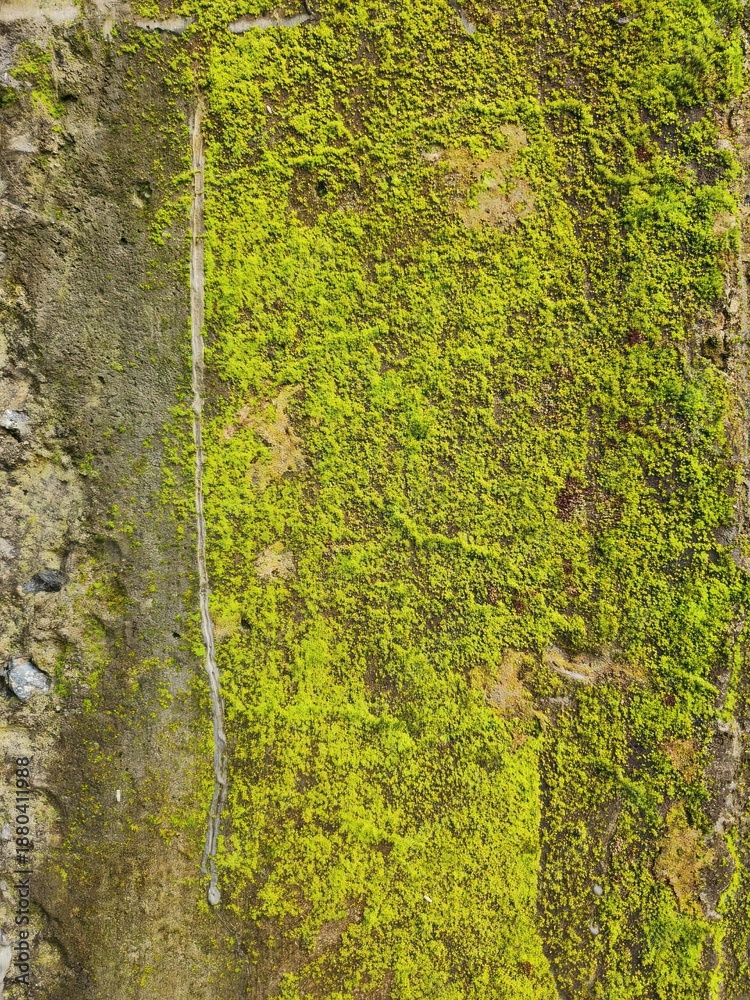 Obraz premium Moss Growing on Concrete Wall Surface.