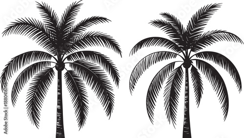 Black palm trees on white background isolated tropical