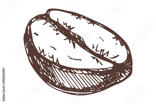 Hand drawn fresh roasted coffee bean Arabica robusta seed doodle Single element for print, web, design, decor
