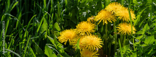 Banner Bright Yellow Dandelions Surrounded by Lush Green Grass Outdoors