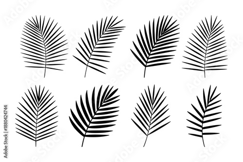 Collection of black palm frond silhouettes a white background leaf