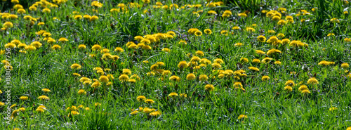 Banner bright Field of Yellow Dandelions on a Sunny Day