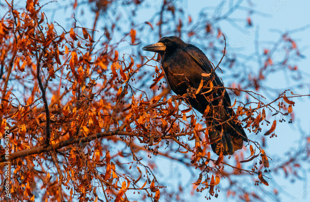 Obraz premium A black bird is perched on a tree branch