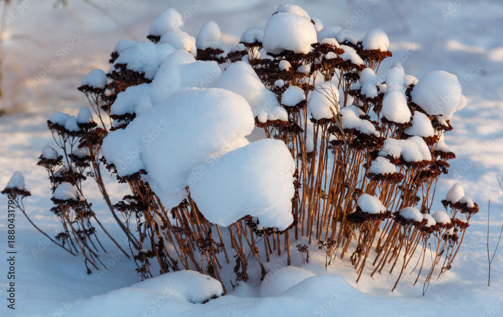 Naklejka premium A small bush covered in snow