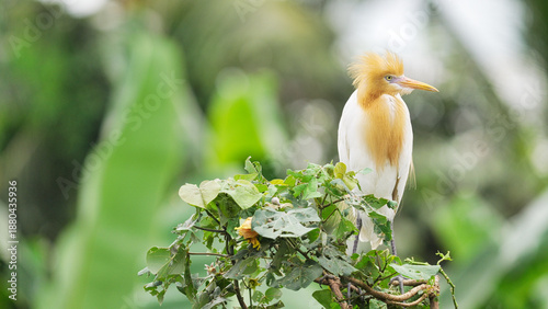 Εκτύπωση καμβά Close up of an eastern cattle egret, ardea coromanda, a wading bird, a species o