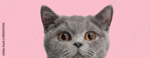 фотографія Lovely british shorthair kitten peeking out and staring