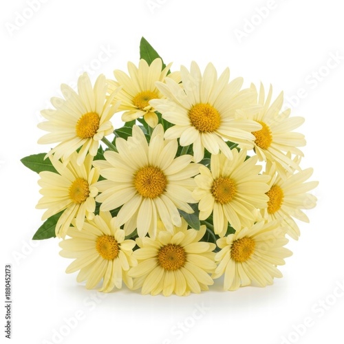 Golden Blooms: A captivating collection of creamy yellow daisies. Delicate petals radiate outward from their sunny centers, creating a visual delight.