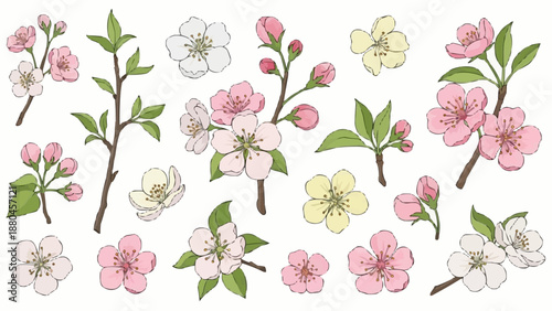 Collection of Cherry Blossom Flowers and Branches.