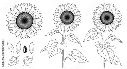 Detailed sketches of sunflowers in various growth stages including leaves and seeds for botanical and nature illustrations.
