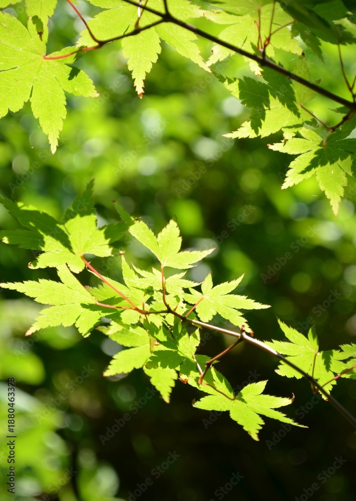 Obraz premium 新緑がまぶしい枝