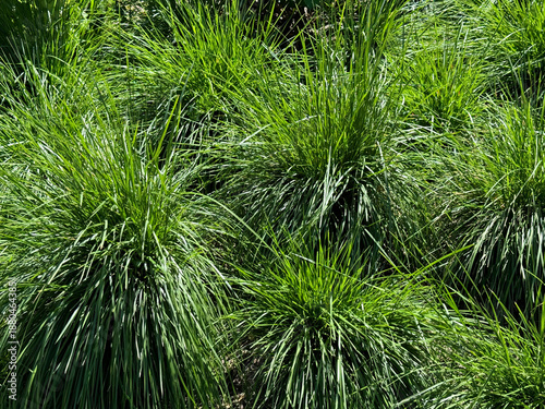 Fotografija Grass Deschampsia cespitosa are Tufted Hairgrass or Tussock Grass
