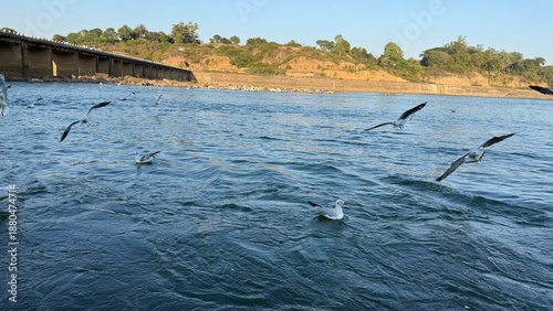 Hungry seagulls fly over the river. Spring photo of flying birds over water.