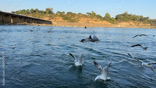 Hungry seagulls fly over the river. Spring photo of flying birds over water.