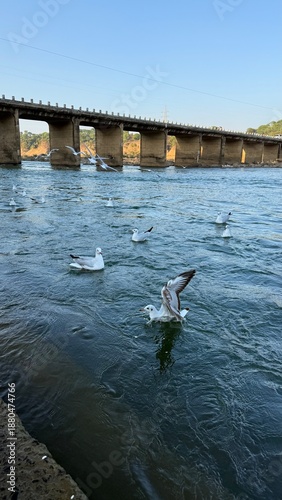 Hungry seagulls fly over the river. Spring photo of flying birds over water.