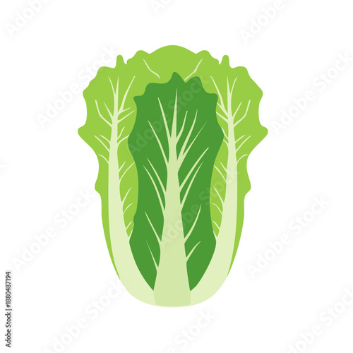 Fresh Napa Cabbage or Chinese Cabbage Vegetable Vector Illustration
