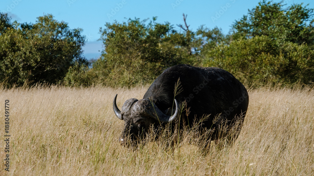 Obraz premium Majestic buffalo grazing in the golden grasslands of Kruger National Park, South Africa